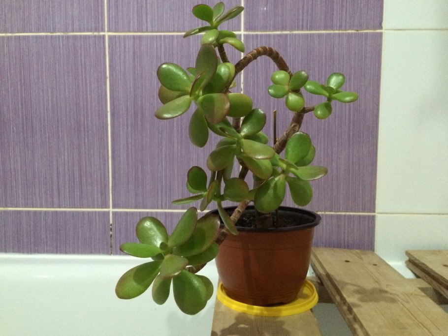 Денежное дерево толстянка