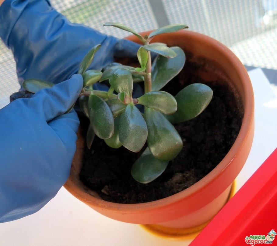 Крассула денежное дерево горшок