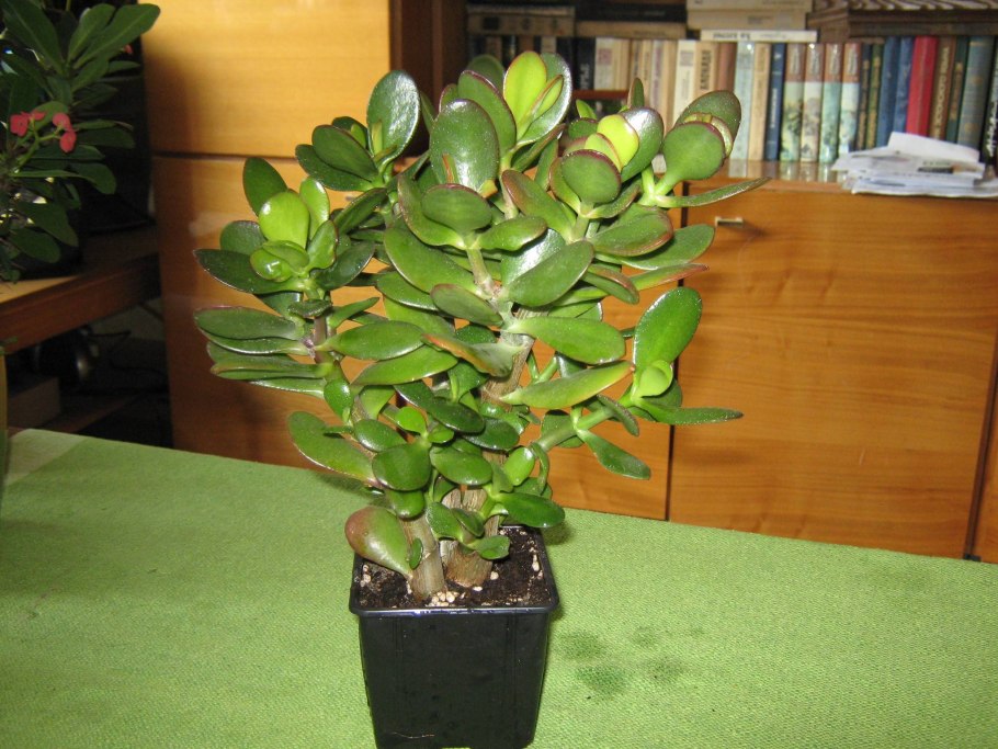 Крассула корни