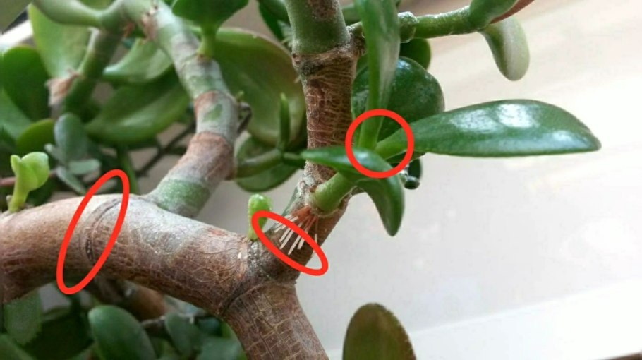 Толстянка Крассула черенок