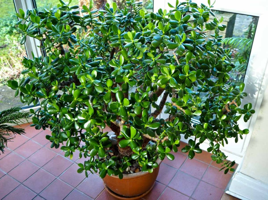 Гравий толстянка