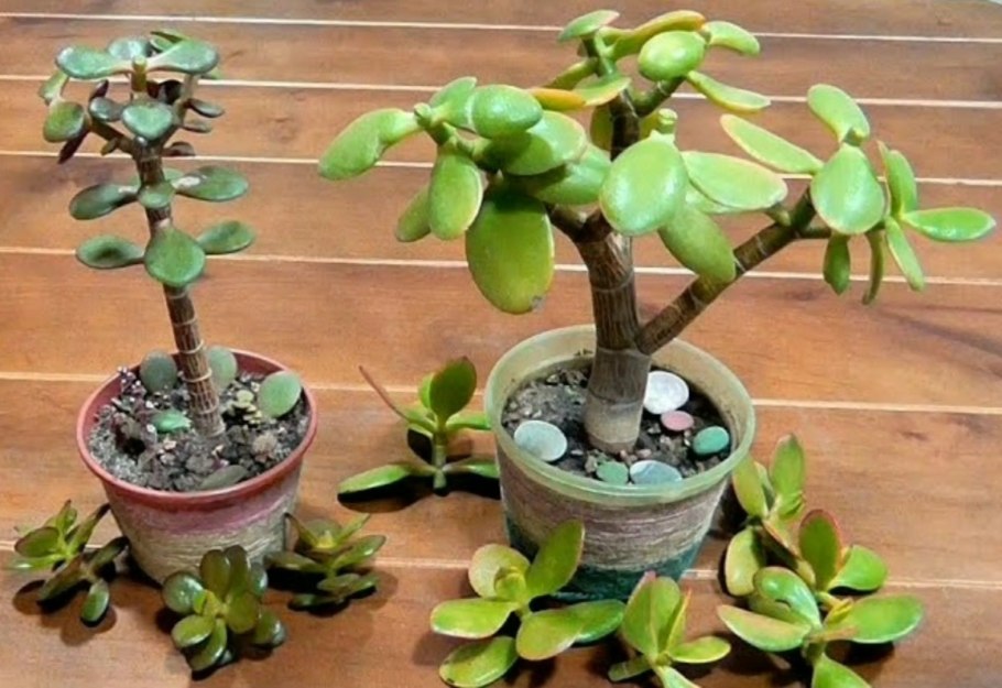 Обезьянье дерево Крассула