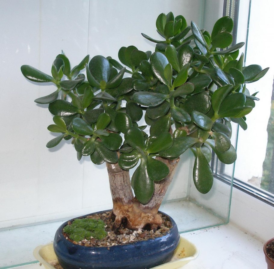 Полив сверху комнатные растения