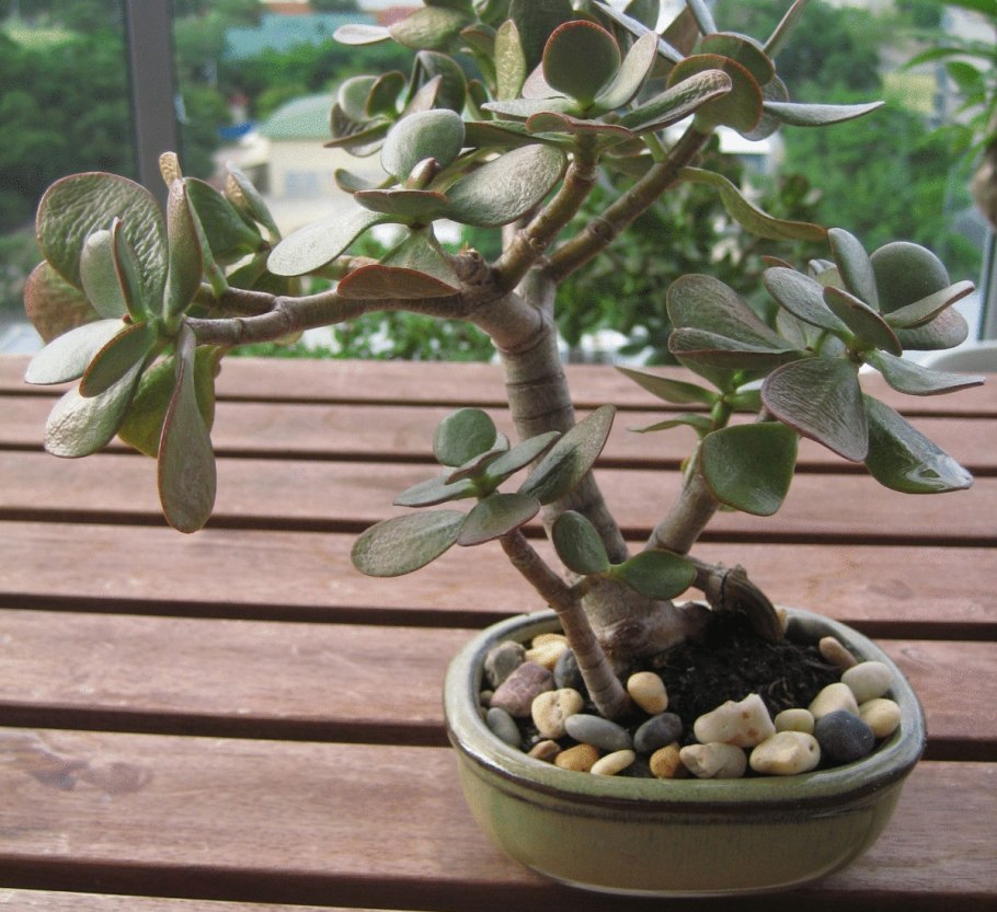 Крассула денежное дерево