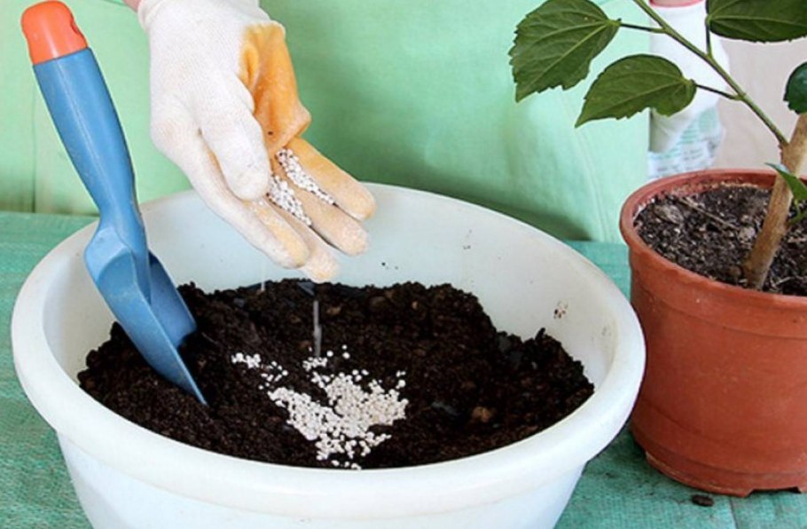 Пересадить фикус Бенджамина