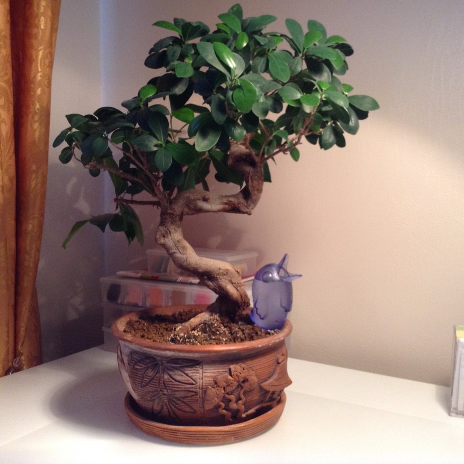 Толстянка в горшке