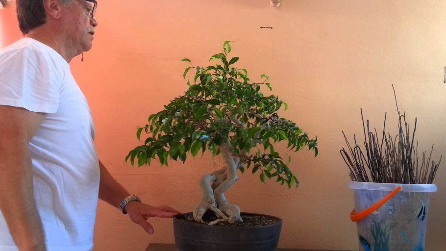 Монетное дерево толстянка