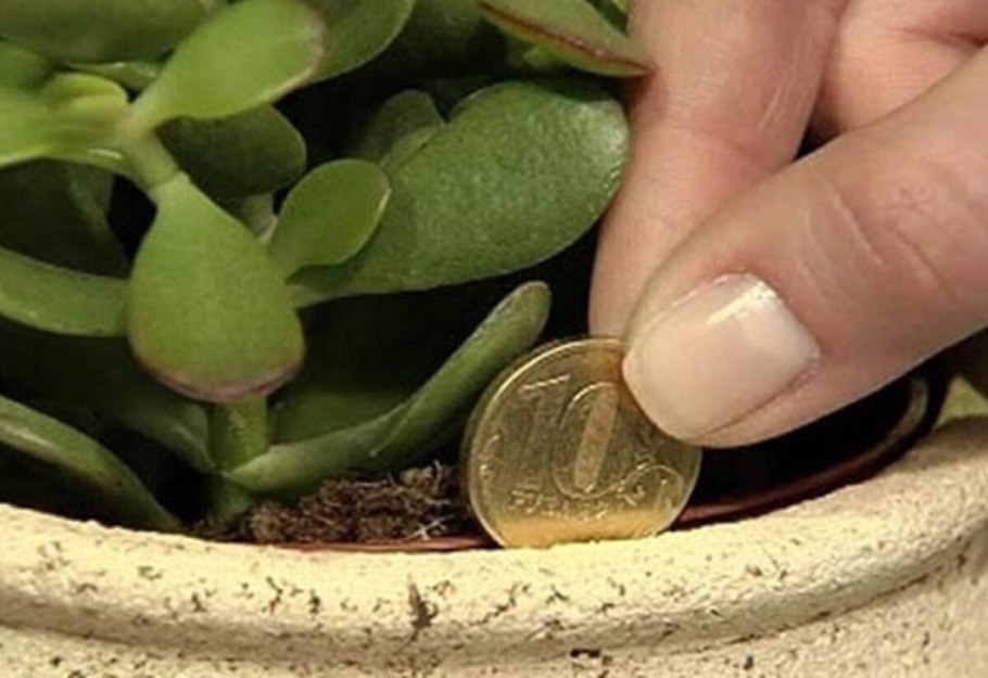 Пересаживание толстянки