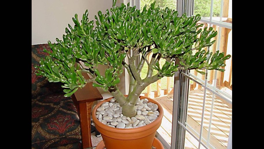 Опора для денежного дерева