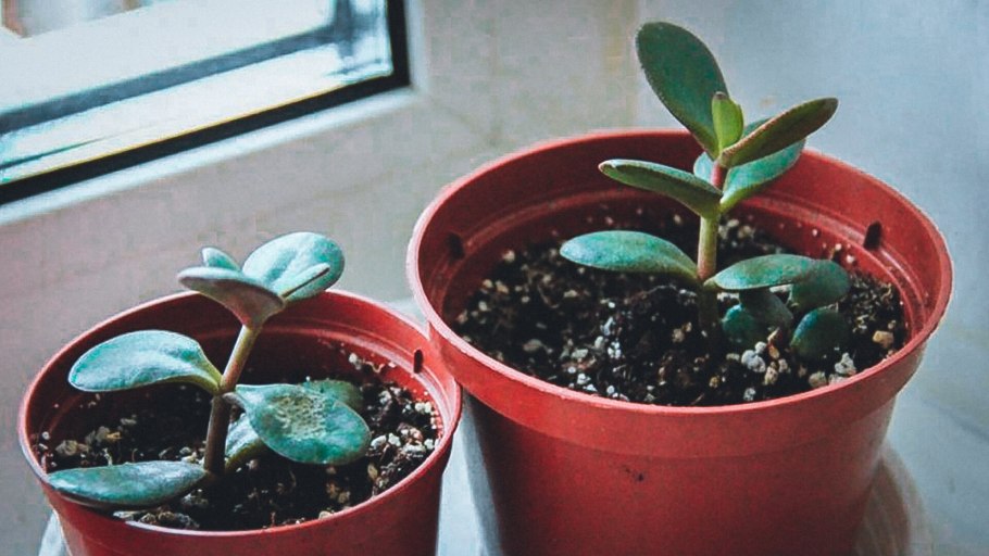 Цветок в плошке денежное