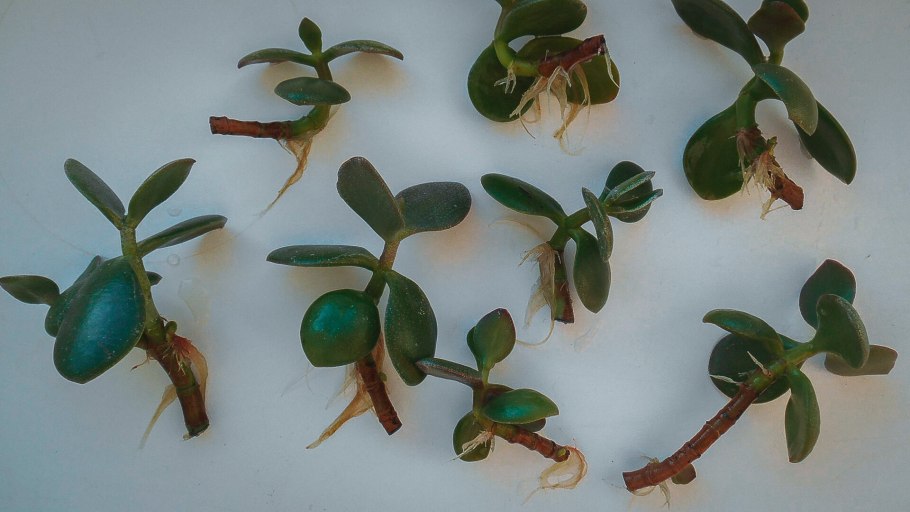 Крассула толстянка денежное дерево