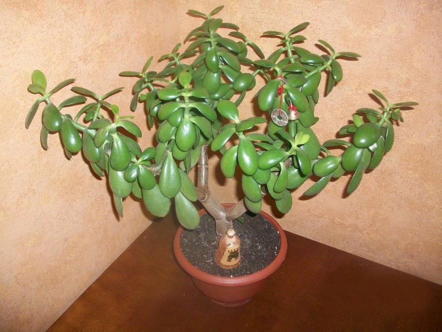 Родина денежного дерева комнатного