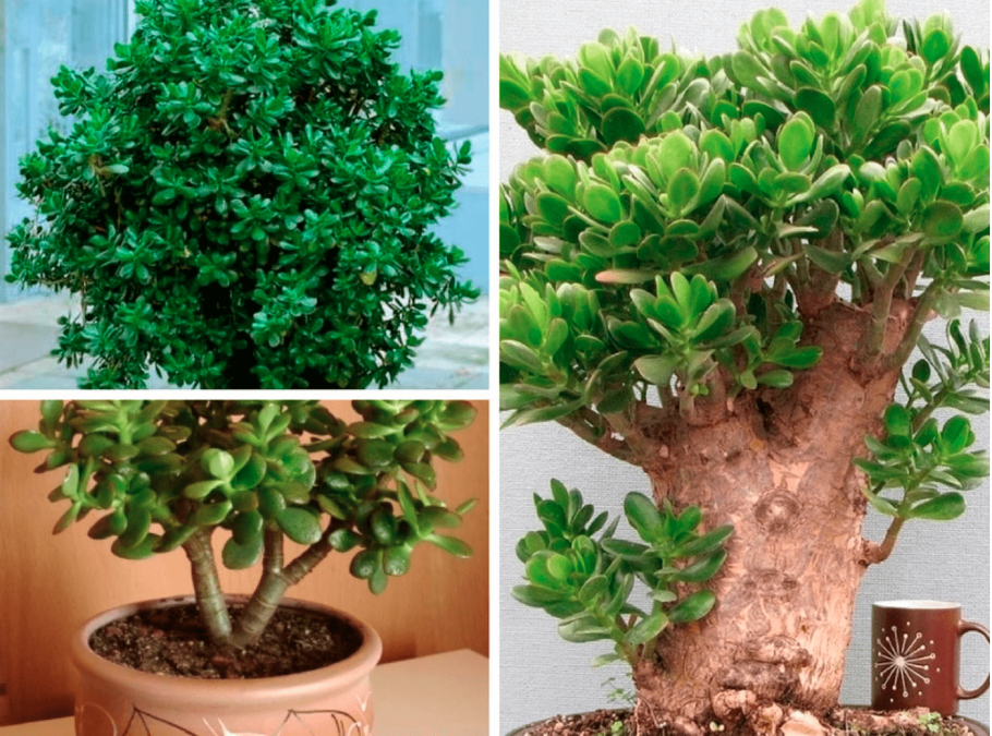 Горшок для фикуса Бенджамина бонсай