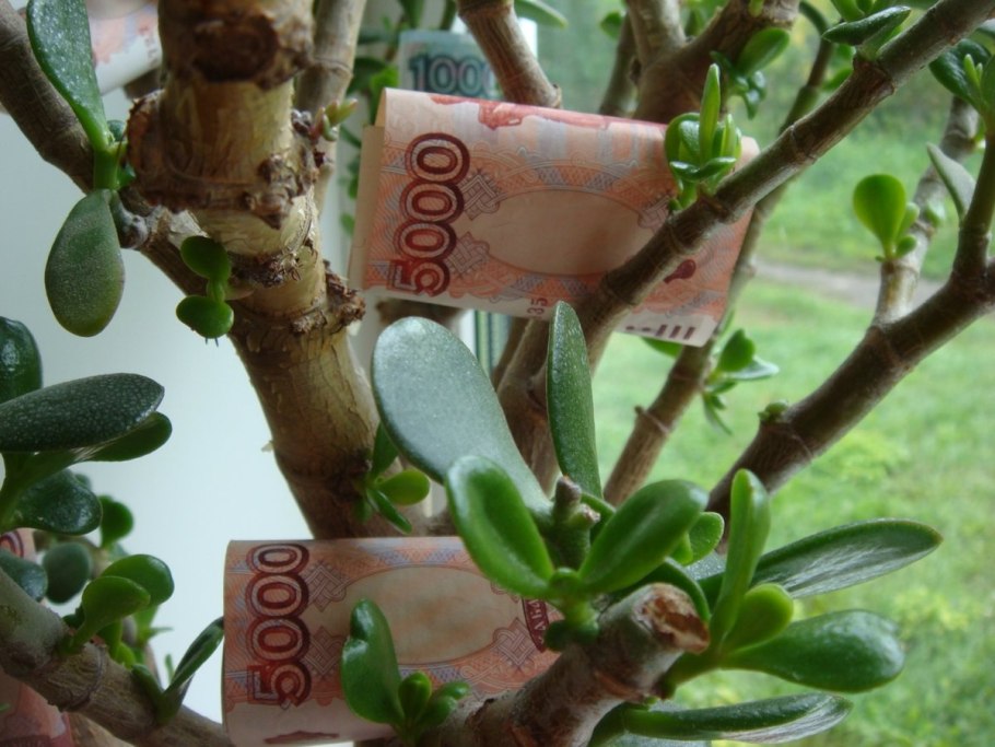 Крассула интермедиа размножение