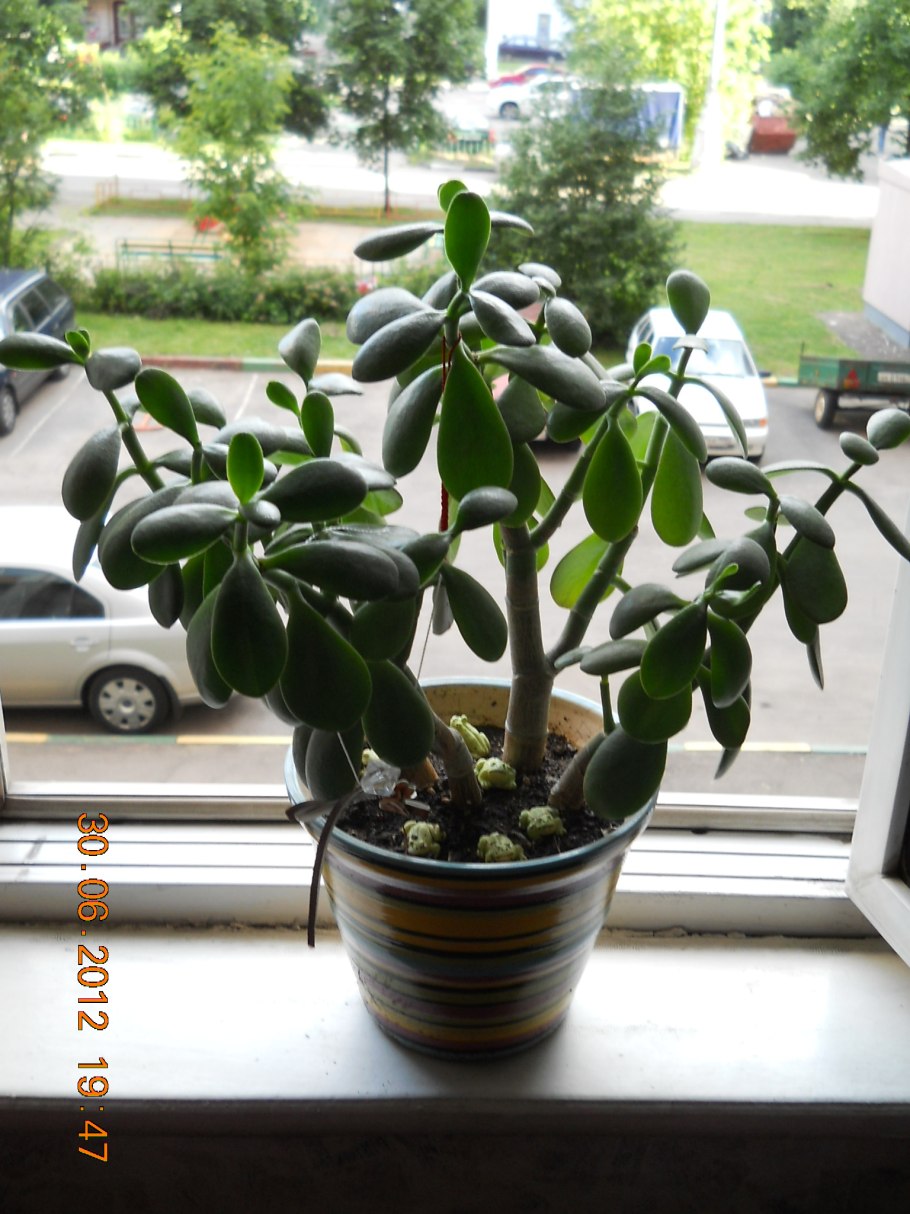 Китайская роза гибискус удобрение