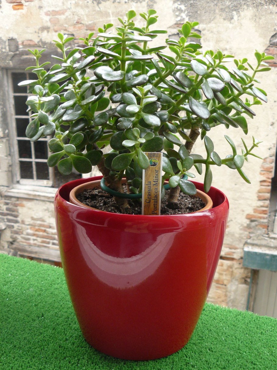 Толстянка краснолистная