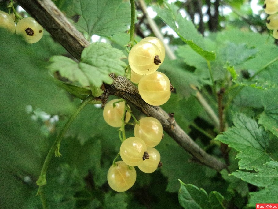 Смородина белая Беляна (с2)