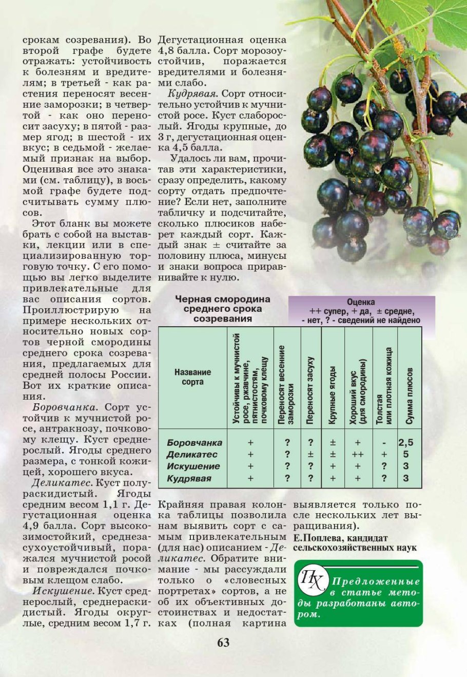 Смородина белая Вердавия