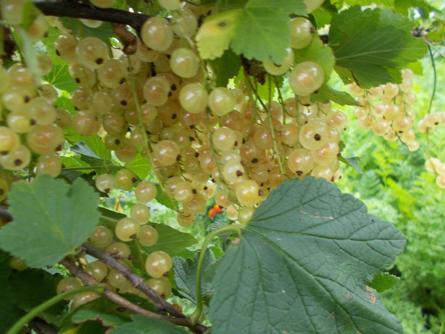 Смородина Барнаульская