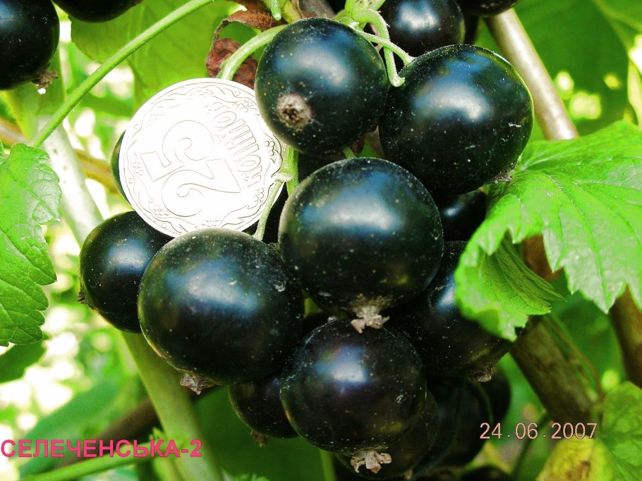 Веточка белой смородины