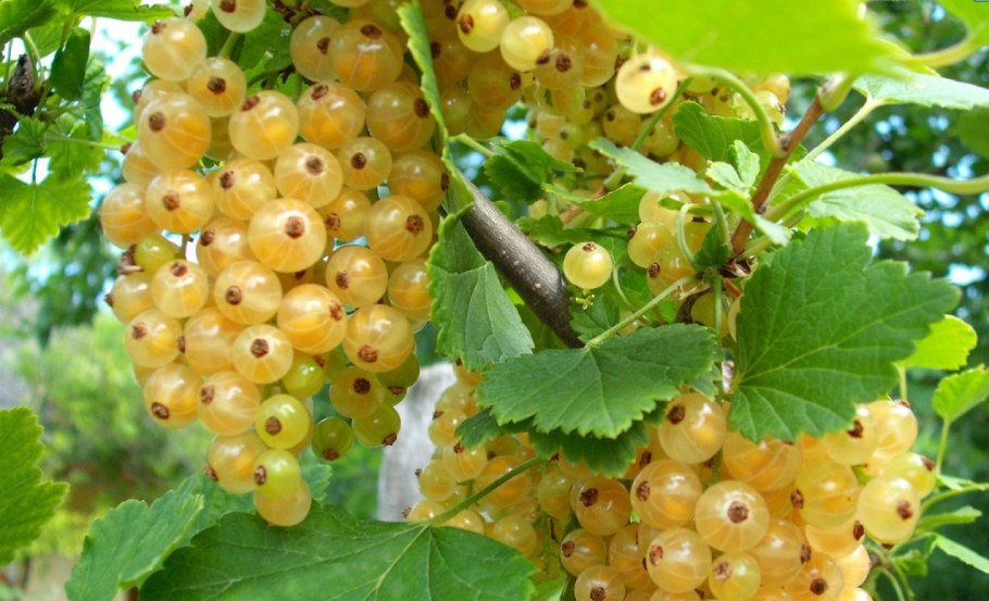 Смородина белая куст