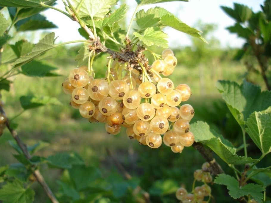 Смородина белая (ribes niveum &#96;Версальская&#96;)