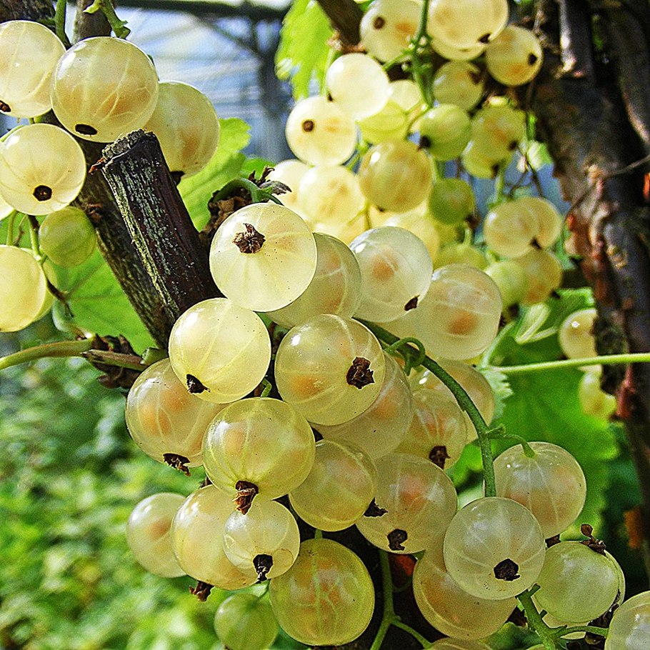 Сушеная смородина белая