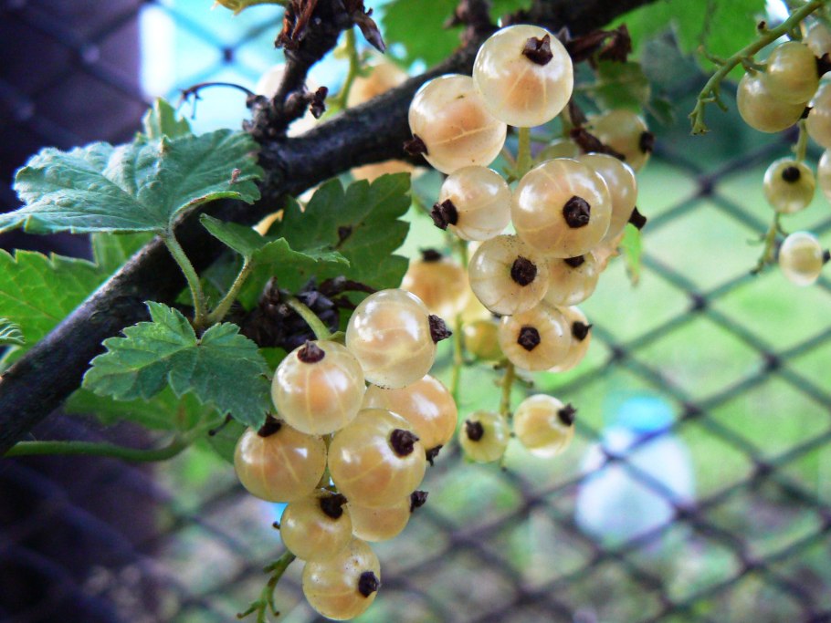 Смородина белая Смольянин. Белая