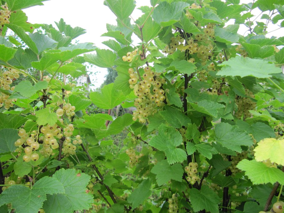 Калина (Viburnum)