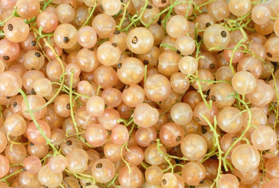 Смородина белая (ribes rubrum Werdavia)