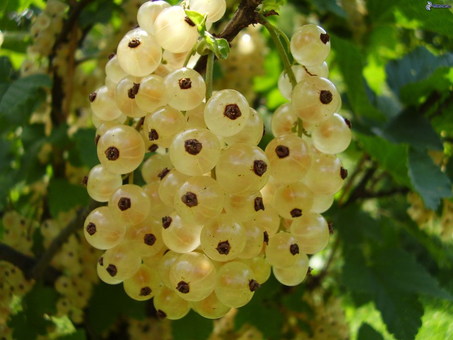 Смородина Вердавия