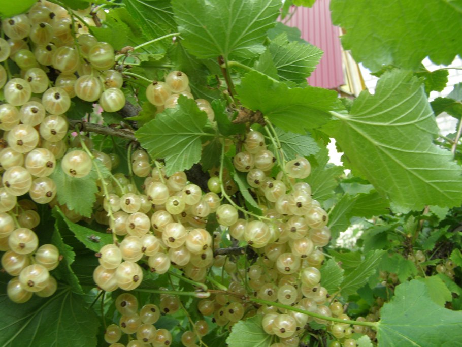 Ribes rubrum/смородина белая