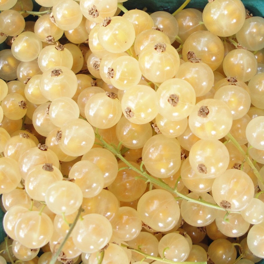 Смородина белая кустарник