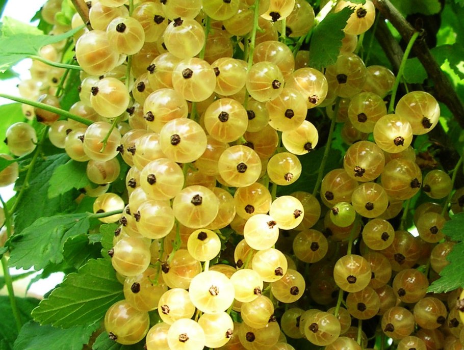 Ribes rubrum/смородина белая