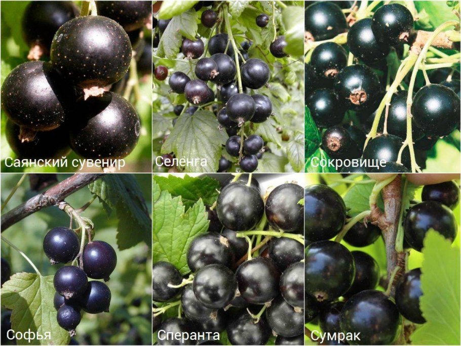 Белая смородина на белом фоне