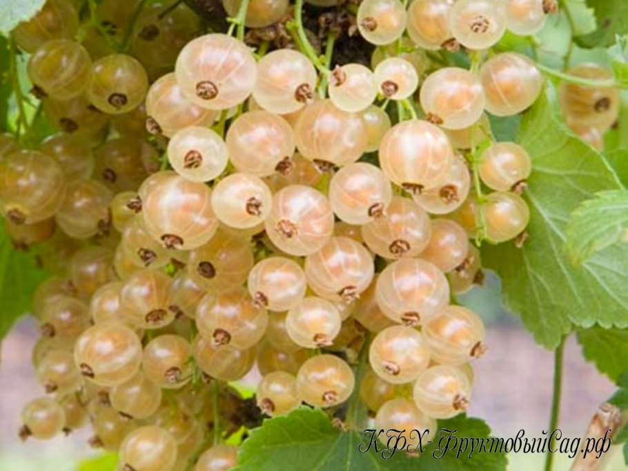 Смородина Пигмей