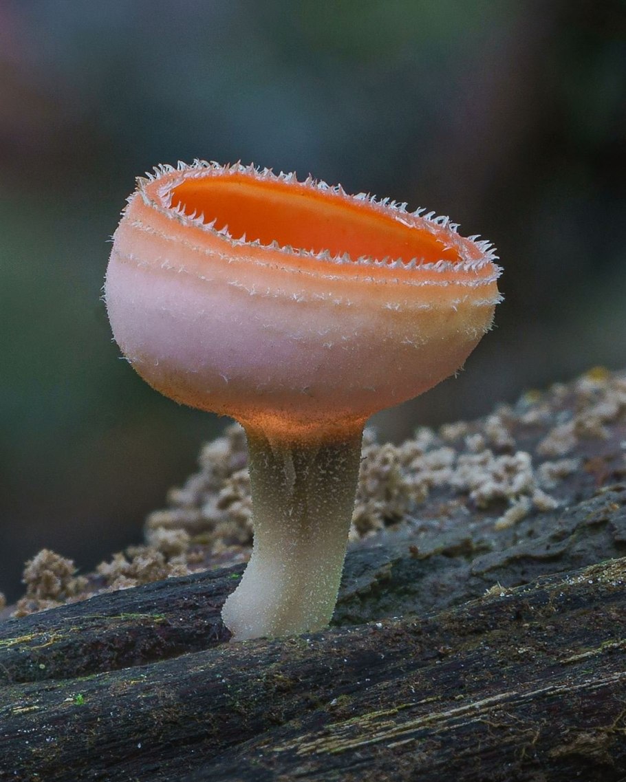 Лерациомицес (leratiomyces)