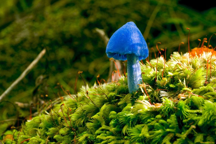 Гриб Entoloma hochstetteri
