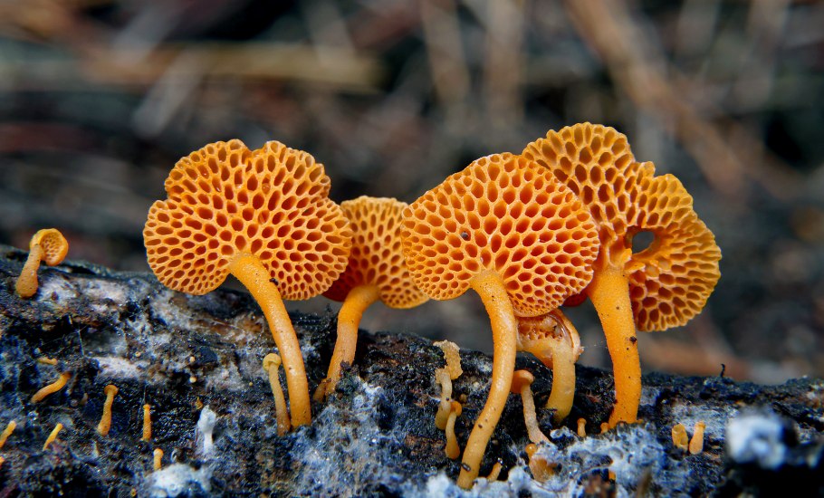 Грибы Favolaschia Calocera.