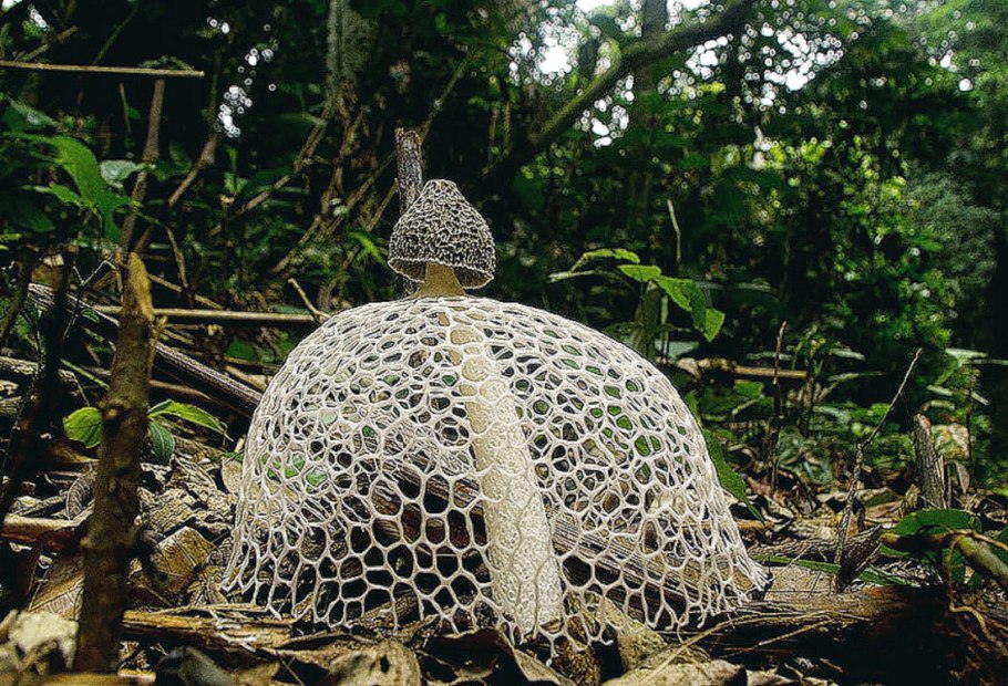 Phallus indusiatus гриб