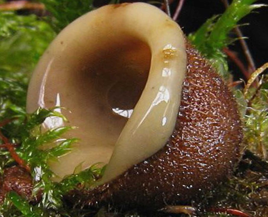 Гриб-Ракушка (Humaria hemisphaerica)