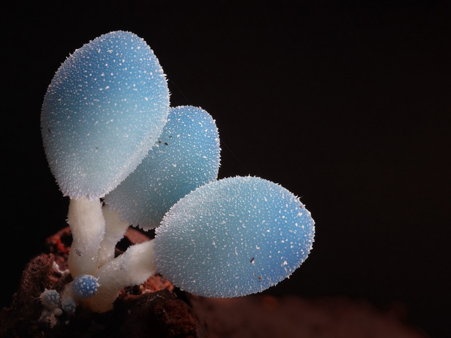 Лерациомицес (leratiomyces)