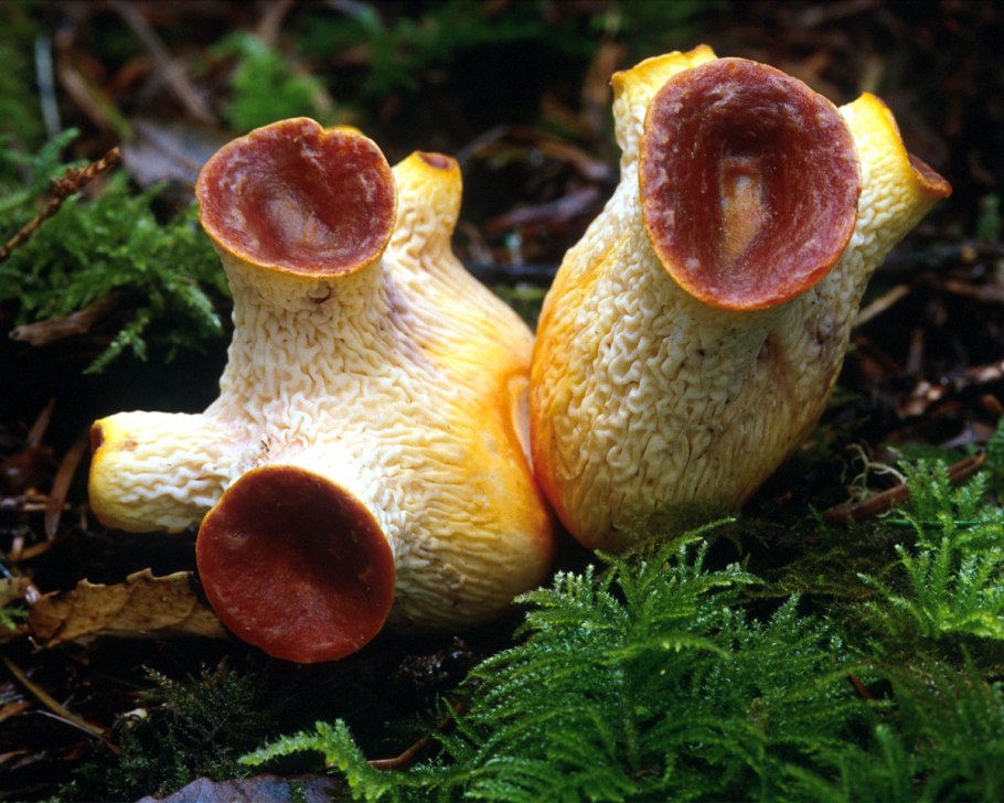 Gomphus floccosus