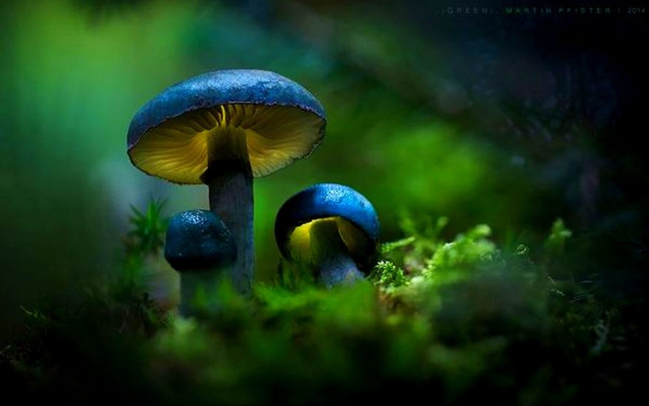 Светящиеся грибы Мартина Пфистера