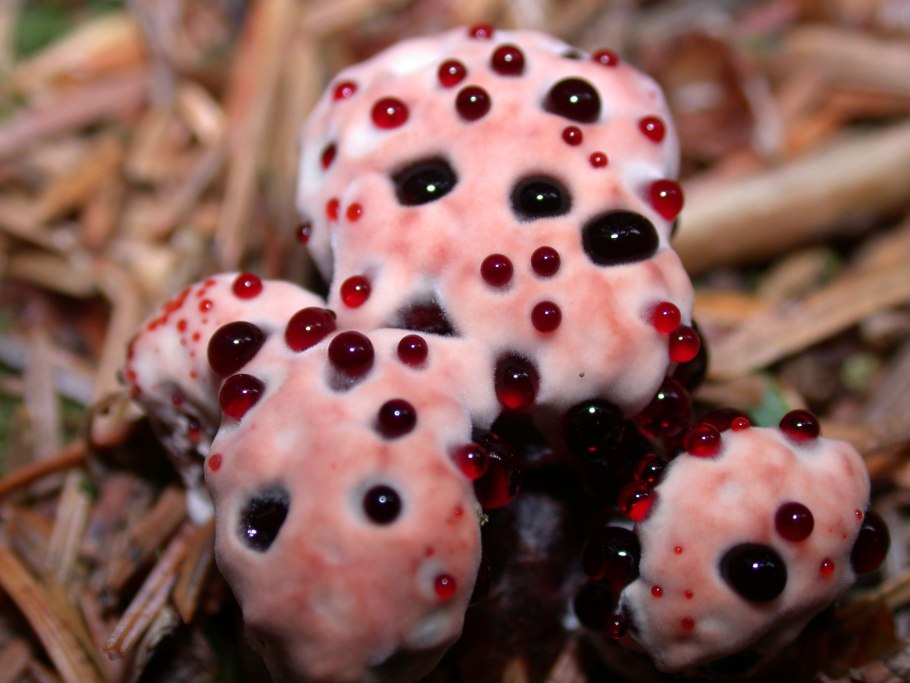 Кровоточащий гриб (Hydnellum peckii)