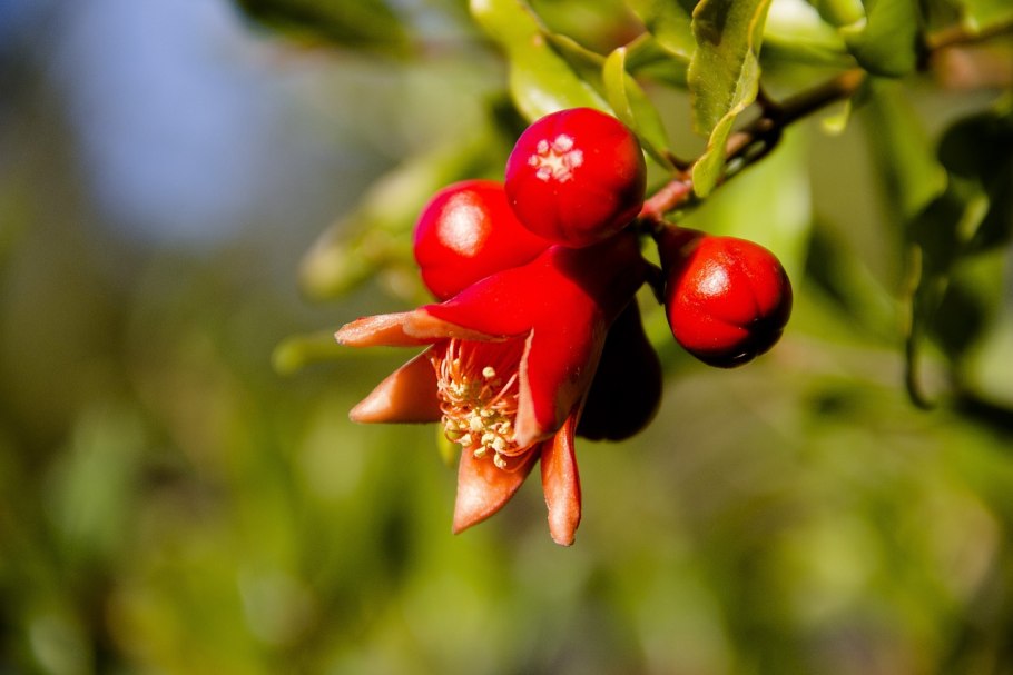 Цветущий гранат