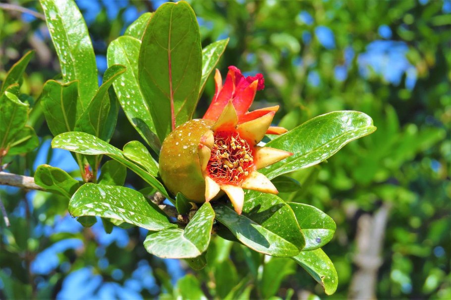 Цветущий гранат обыкновенный