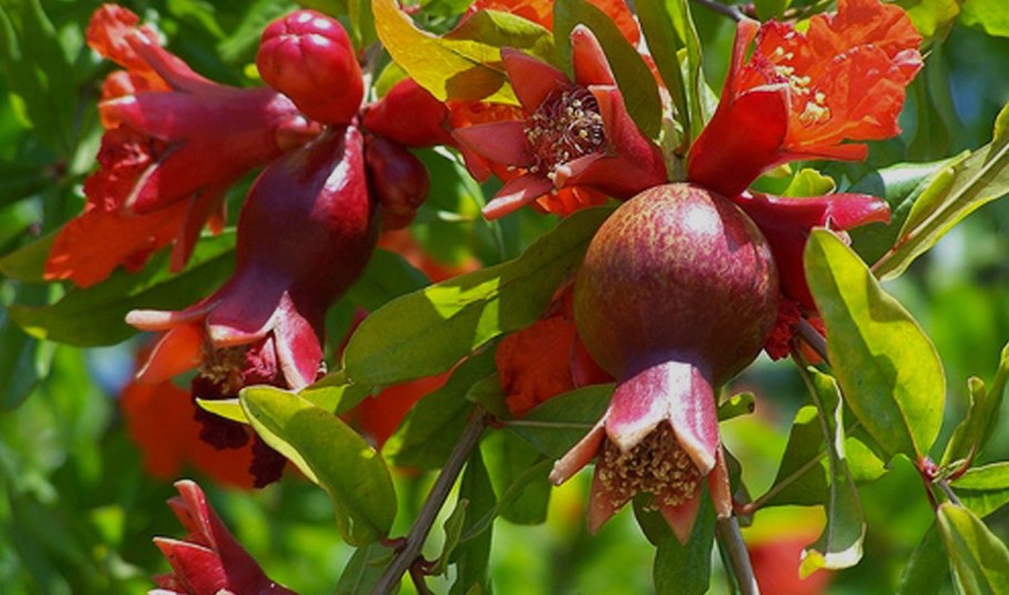 Гранат (гранатник) обыкновенный