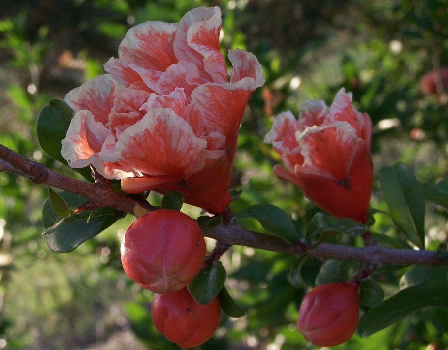 Цветок Помегранат