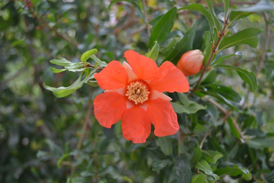 Цветущий гранат